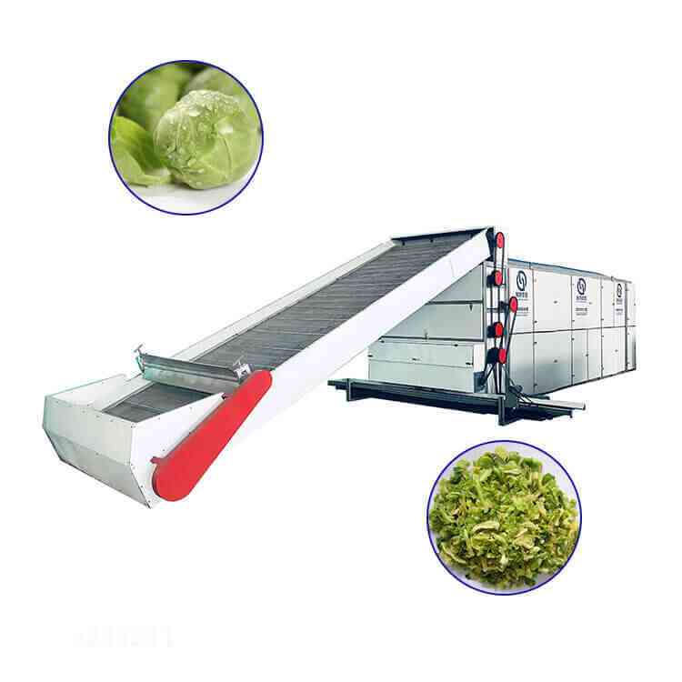 cabbage continuous mesh belt dryer